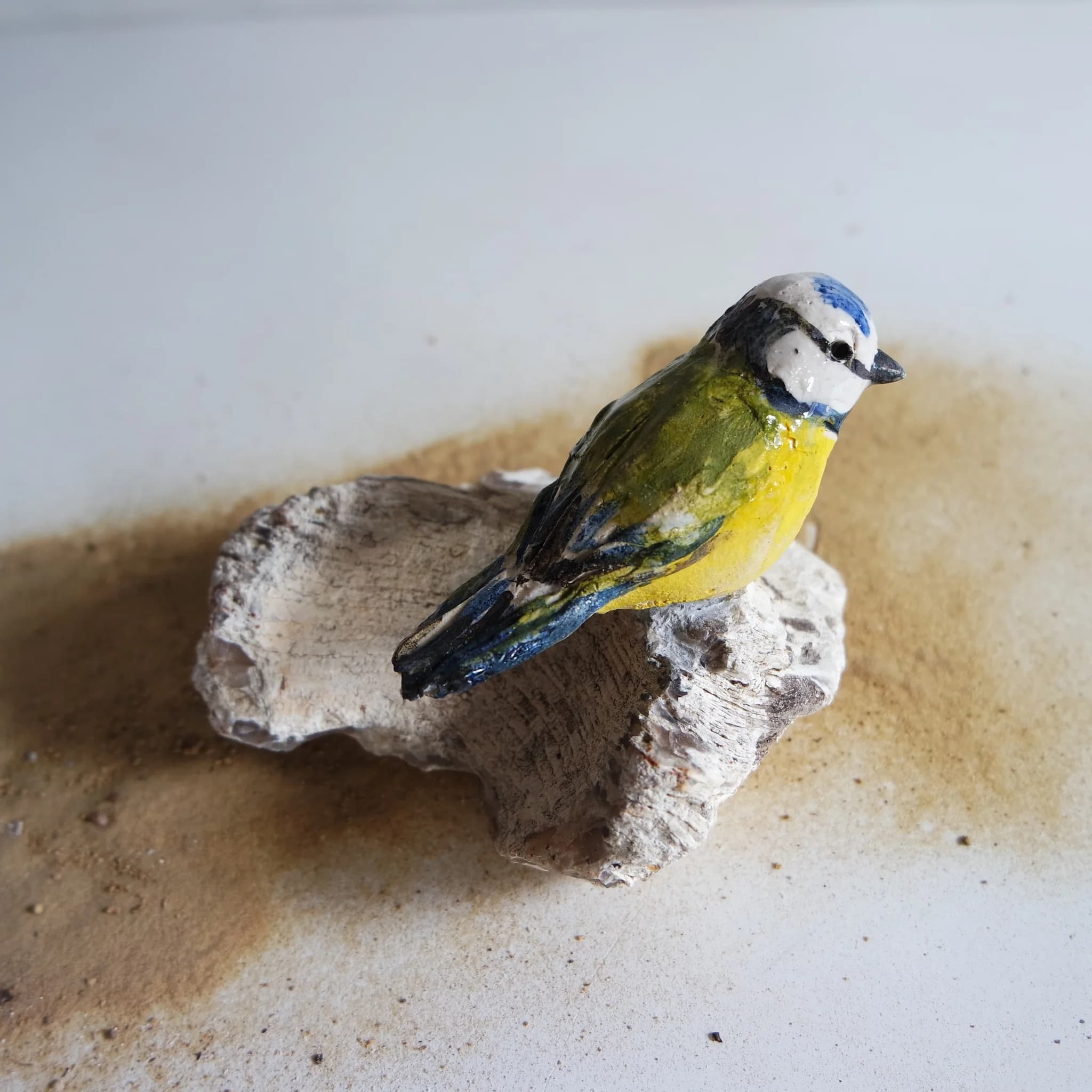 Mésange bleue sur pierre fossile (grès)